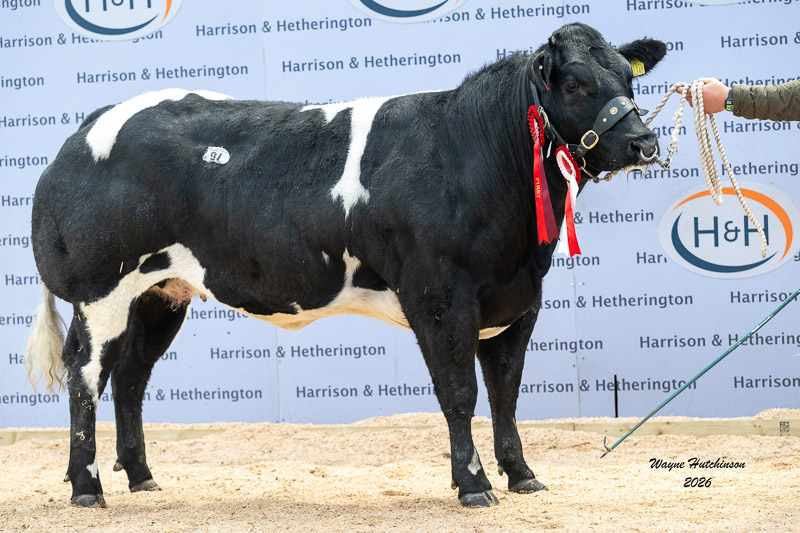Solway View Ustar 15,000gns